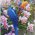 2013.12-2014.06.28 1500pcs Parrots and Orchids (2).jpg