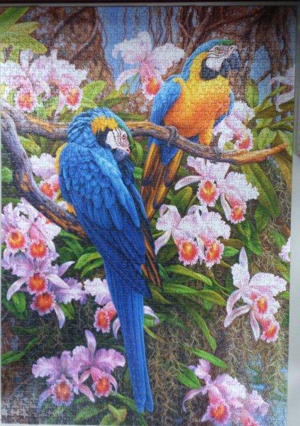 2013.12-2014.06.28 1500pcs Parrots and Orchids (1).jpg