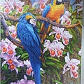 2013.12-2014.06.28 1500pcs Parrots and Orchids (1).jpg