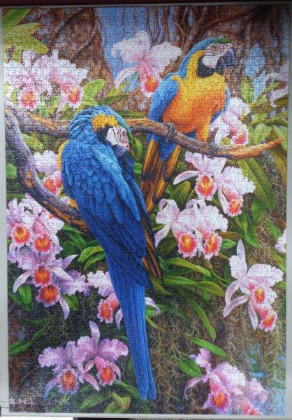 2013.12-2014.06.28 1500pcs Parrots and Orchids (5).jpg