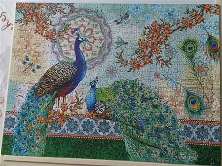 2014.09.27 500pcs Royal Peacock (1).jpg