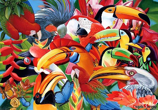 Kyelimbooks 500pcs 大嘴鳥