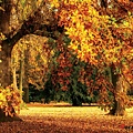 Puzzle Korea 1000pcs Autumn.jpg