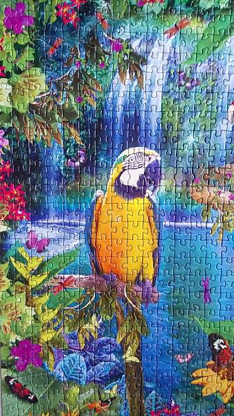 2017.03.25 500pcs Bird Tropical Land (2).jpg