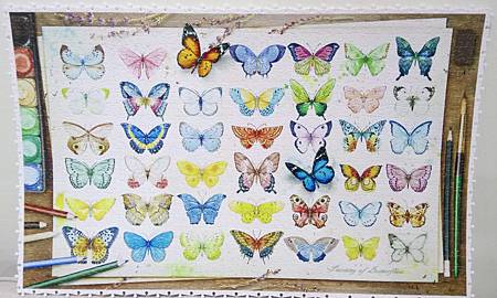 2018.06.17 1000pcs Painting of Butterflies (1).jpg