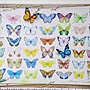 2018.06.17 1000pcs Painting of Butterflies (1).jpg