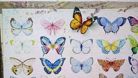 2018.06.17 1000pcs Painting of Butterflies (2).jpg