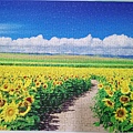 2018.06.29 500pcs Sunflower Field & Blue Sky  (1).jpg