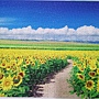 2018.06.29 500pcs Sunflower Field & Blue Sky (1).jpg