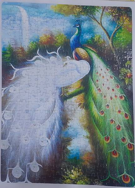 2019.09.23 300pcs 白孔雀 (8).jpg