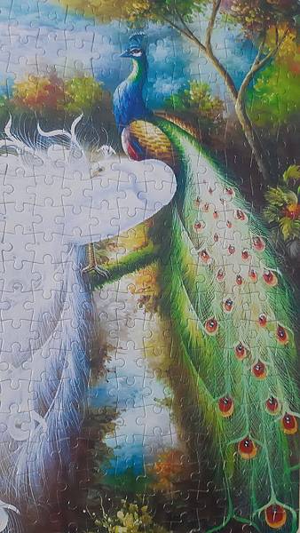 2019.09.23 300pcs 白孔雀 (4).jpg