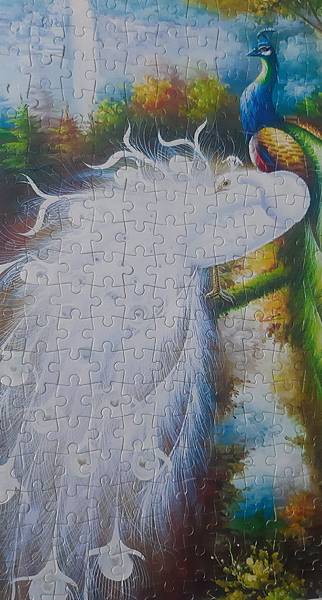 2019.09.23 300pcs 白孔雀 (3).jpg