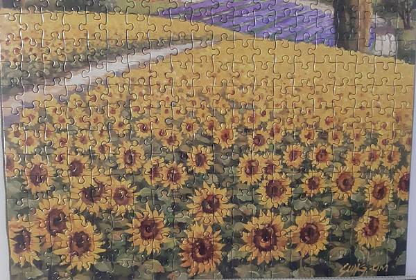 2019.12.14 500pcs Sunflower Field (4).jpg