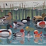 2020.02.04 500pcs Like Birds-Waterlands.jpg