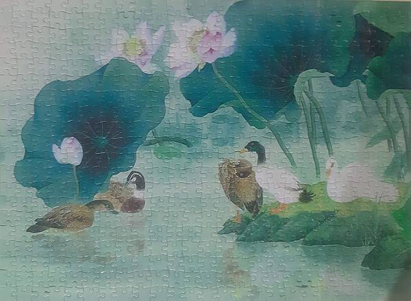 2020.05.25 500pcs Lotus Pond 荷塘 (10).jpg