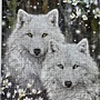2021.07.12 300pcs Wolves 白狼圖 (2).jpg