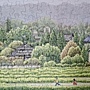 2024.08.19-08.23 1336pcs Rapeseed Flowers Bloom 盛開時節 (2).jpg