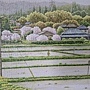 2024.08.19-08.23 1336pcs Rapeseed Flowers Bloom 盛開時節 (3).jpg