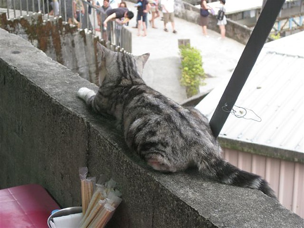 2010.09.05 猴硐_貓村 (6).JPG