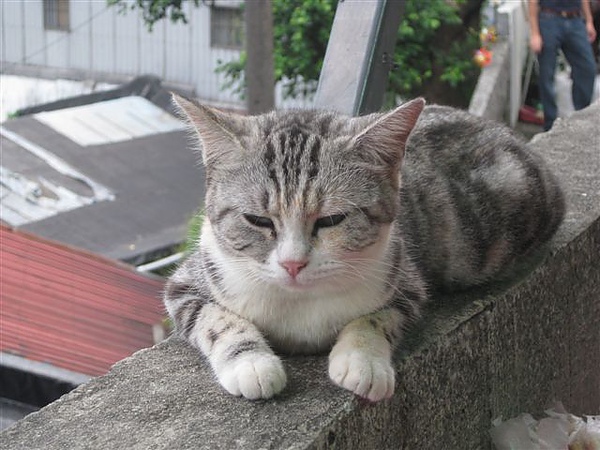 2010.09.05 猴硐_貓村 (11).JPG