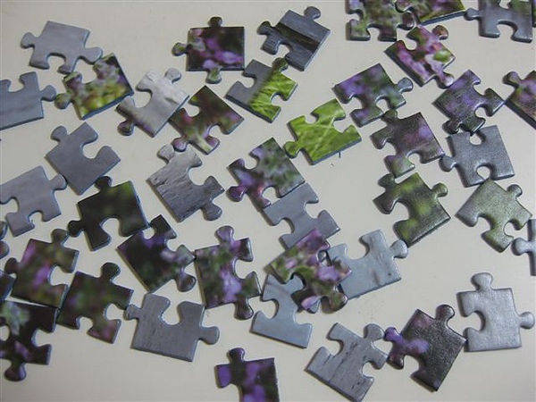 2010.06.16 500片Yorkie in the Garden (1).JPG