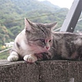 2010.09.05 猴硐_貓村 (8).JPG