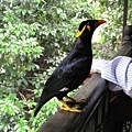 2008.11.19 KL Hornbill.JPG