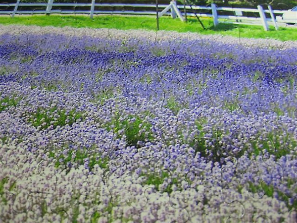 2010.03.19 300片白菜與薰衣草 (8).JPG