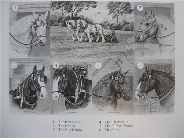 2010.06.22 1000片Heavy Horses (51).JPG