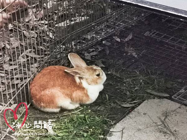 花蓮文青輕旅行_金湯達人咖啡 (13).jpg