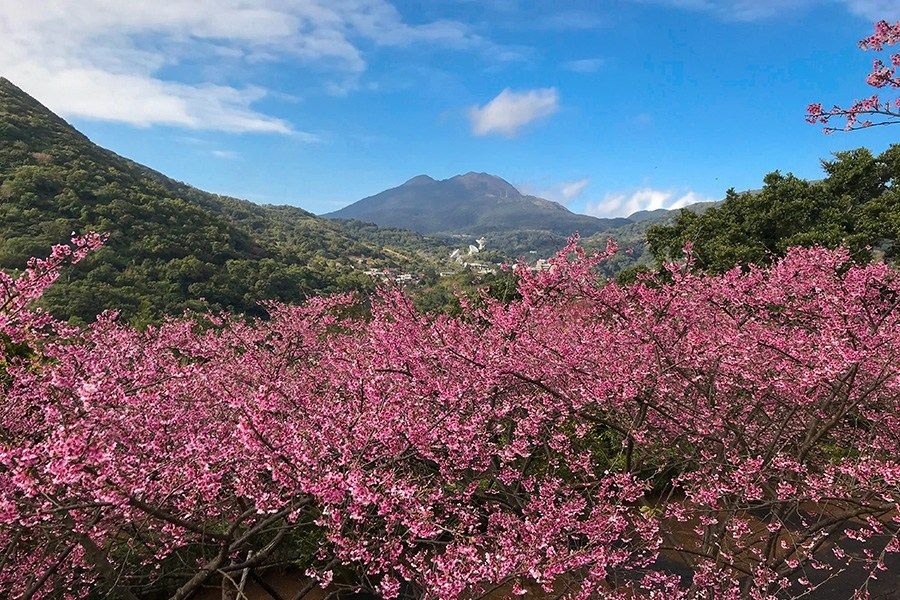 陽明山國家公園賞櫻.jpg