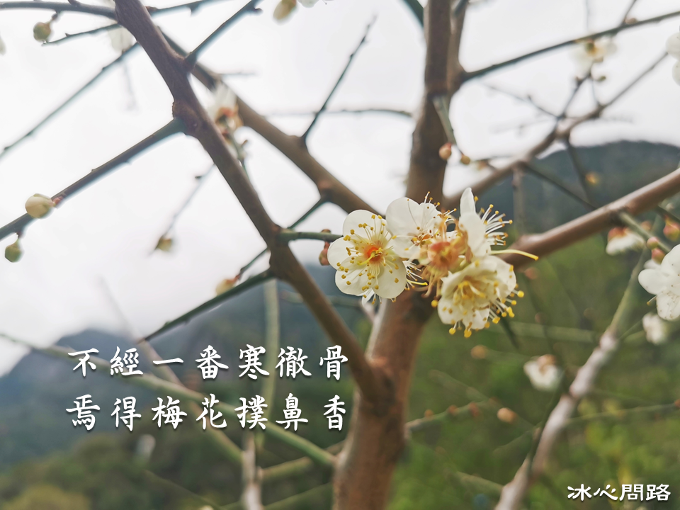 【在梅園裡來段燕無歇吧】賞梅景點推薦｜花蓮太魯閣晶英酒店 (4).PNG