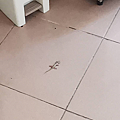 投影片3.PNG