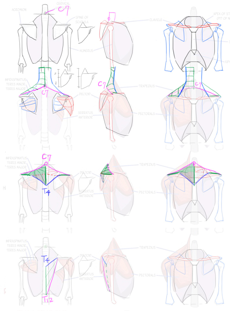 2016-04-20 trapezius-m