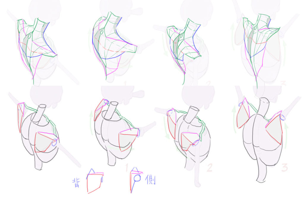 2016-04-20 trapezius 4-2