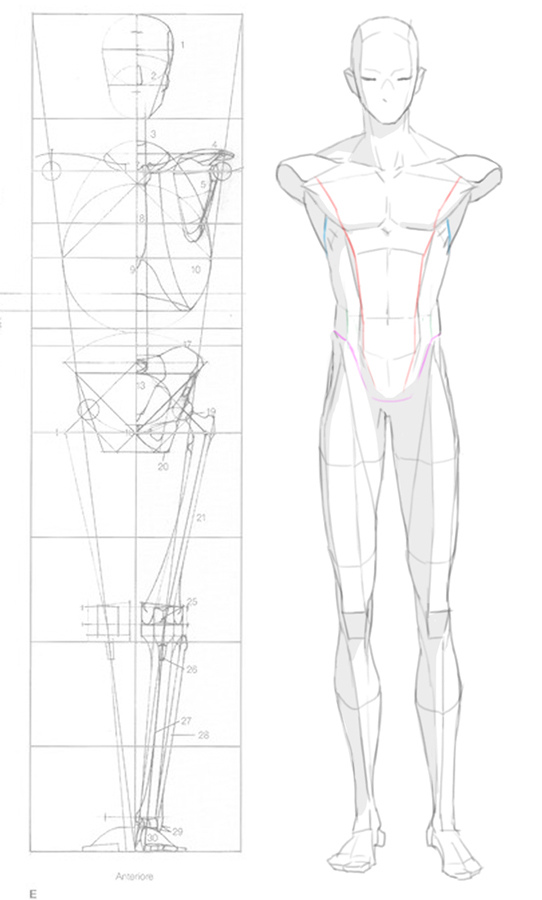 2016-04-23 front anatomy 004