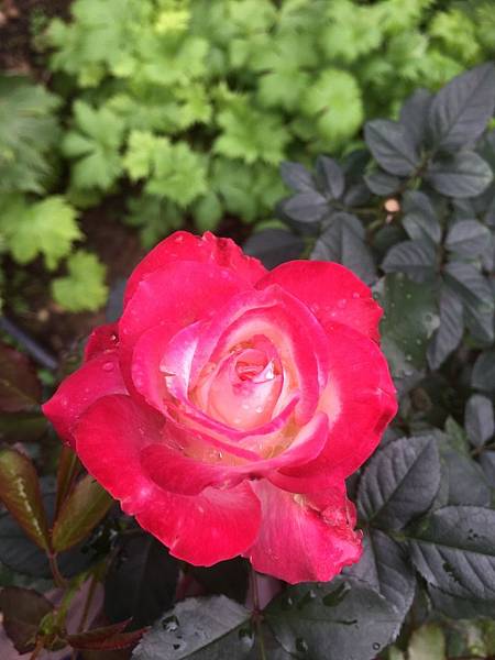 IMG_3987.JPG IMG_3987.JPG