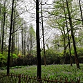 20090404TNY_0138-1.jpg