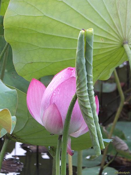 新屋蓮花16