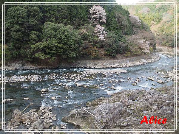 嵐山渡月橋_龜岡小火車_瑳峨野竹林11.jpg