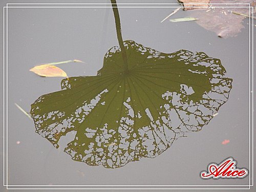 NLP -【卓越圈】的学习