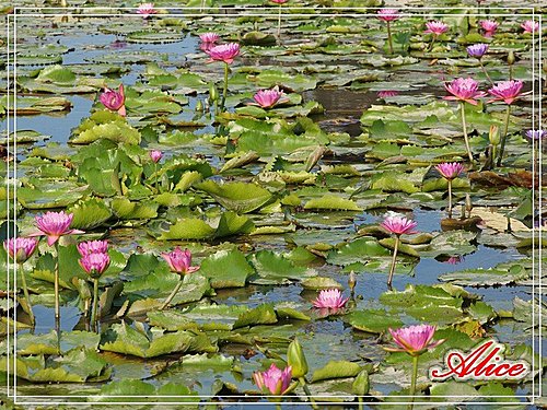 NLP -【卓越圈】的学习