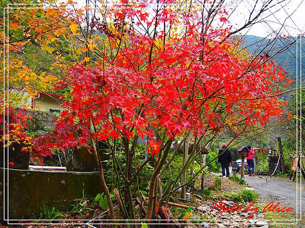 玉峰部落美樹營地03.jpg