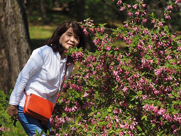 後疫情重訪美國_波士頓春遊哈佛阿諾植物園_昆西巿場龍蝦卷炸魚