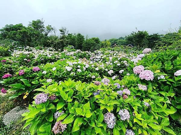 詩情花雨六月陽明山