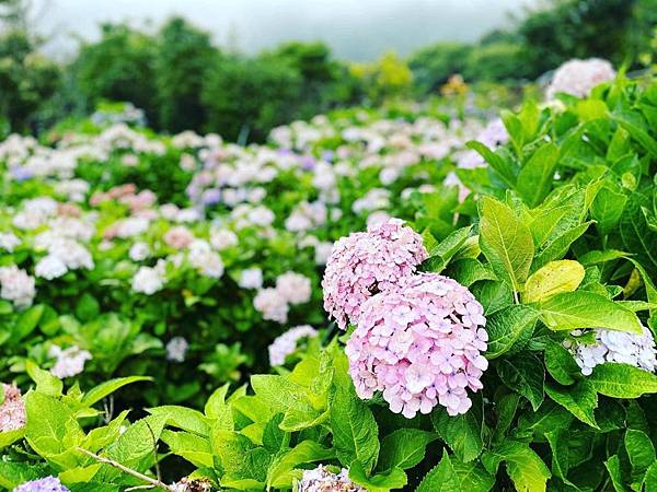 詩情花雨六月陽明山