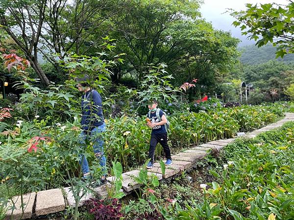 詩情花雨六月陽明山