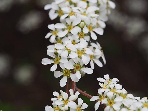 後疫情重訪美國_波士頓哈佛阿諾植物園爆開的花🌸🌺🌼04.23