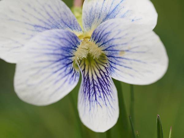 後疫情重訪美國_波士頓哈佛阿諾植物園爆開的花🌸🌺🌼04.23