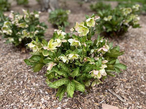 後疫情重訪美國_波士頓哈佛阿諾植物園爆開的花🌸🌺🌼04.23